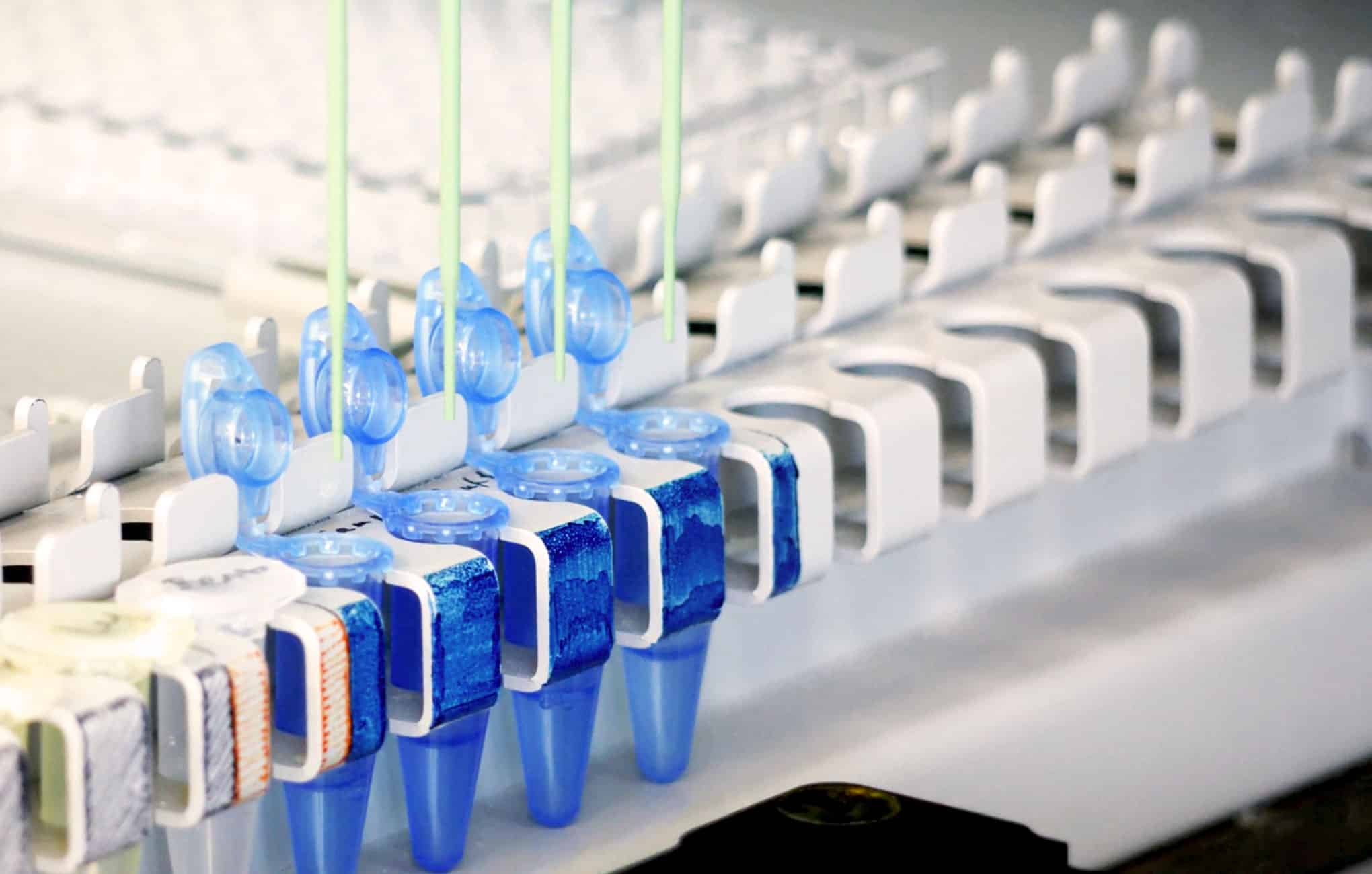 Close up of multichannel micropipette filling four small blue centrifuge tubes